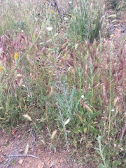 Rafinesquia californica