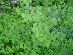 Thalictrum decipiens