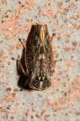 Stenidiocerus poecilus