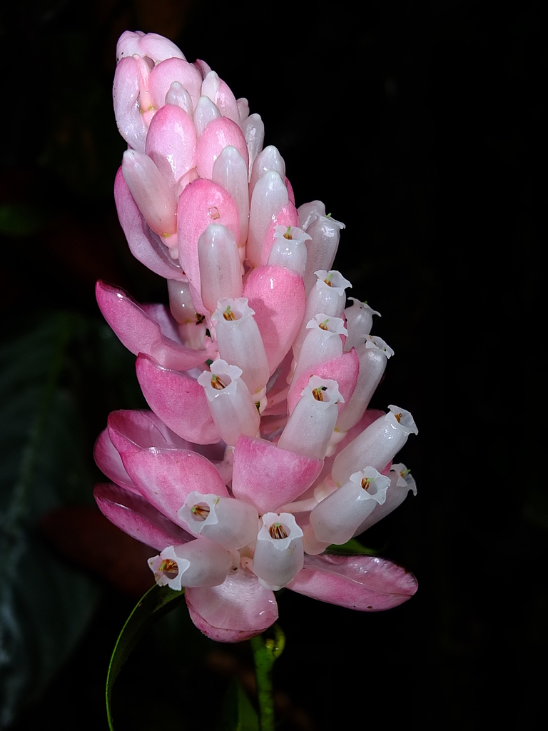 Cavendishia callista