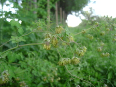Thalictrum decipiens