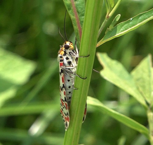 Crimson-speckled Flunkey