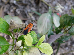 Oncopeltus varicolor