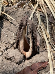 Hydnora abyssinica image