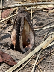 Hydnora abyssinica image
