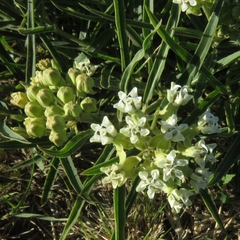 Asclepias mellodora