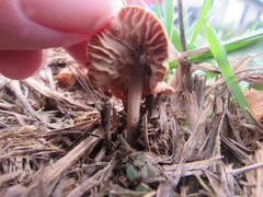 Agaricomycotina
