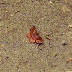 Leptostales rubromarginaria