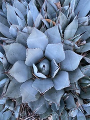 Agave flexispina