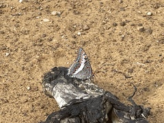 Charaxes saturnus