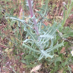 Rafinesquia californica