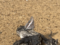 Charaxes saturnus