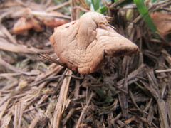 Agaricomycotina