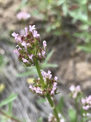Plectritis macrocera