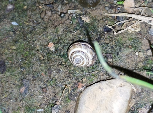 Maritime Garden Snail, 50019 Comune di Sesto Fiorentino FI, Italia, photo 7 of 10