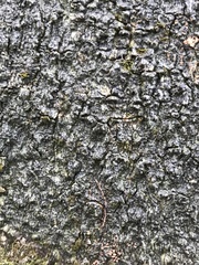 Arthonia leioplacella