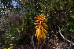 Aloiampelos commixta