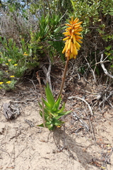 Aloiampelos commixta