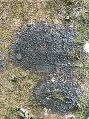 Arthonia leioplacella