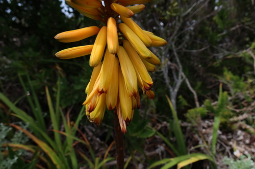 Image of Peninsula Rambling Aloe (Aloiampelos commixta) by (c) Diana Studer, some rights reserved (CC BY)