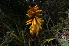 Aloiampelos commixta