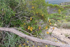 Aloiampelos commixta