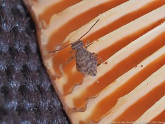 Ptenothrix marmorata