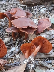 Cortinarius californicus