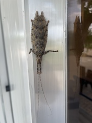 Cymatomera denticollis