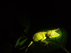 Pseudocalotes tympanistriga