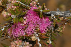Melaleuca wilsonii