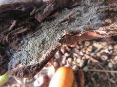 Ceratiomyxa fruticulosa