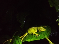 Pseudocalotes tympanistriga