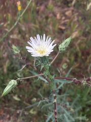 Rafinesquia californica