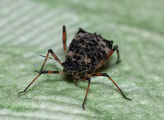 Pterochloroides persicae
