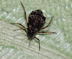 Pterochloroides persicae