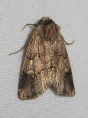 Dichagyris grotei