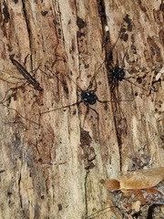 Paranemastoma quadripunctatum