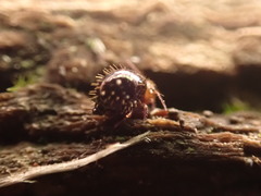 Caprainea marginata