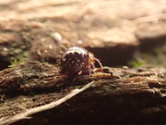 Caprainea marginata