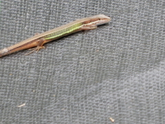Takydromus viridipunctatus