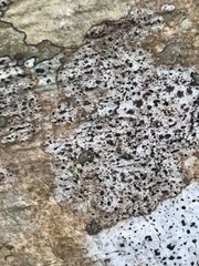 Arthonia lopingensis