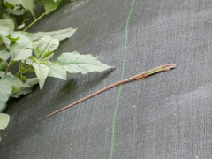 Takydromus viridipunctatus