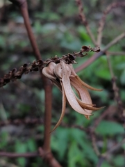 Triplaris americana