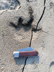 Hydrochoerus hydrochaeris