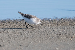 Calidris minuta