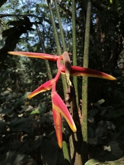 Heliconia × rauliniana