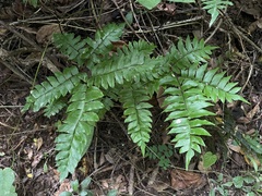 Adiantum latifolium