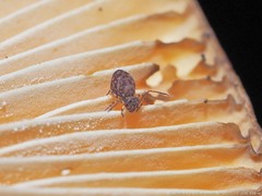 Ptenothrix marmorata
