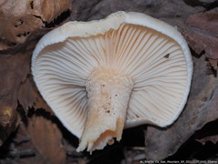 Hygrophorus occidentalis